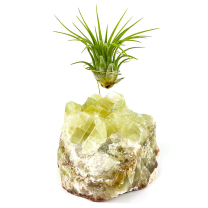 One-of-a-kind Green Calcite Air Plant Holder