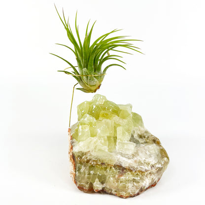 One-of-a-kind Green Calcite Air Plant Holder