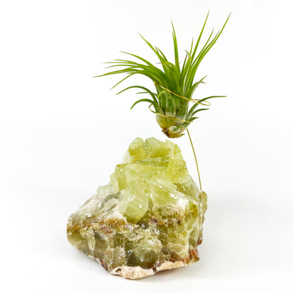 One-of-a-kind Green Calcite Air Plant Holder