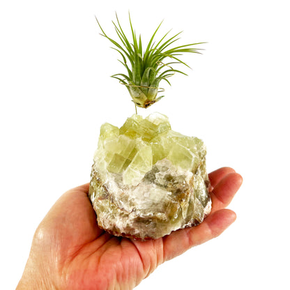 One-of-a-kind Green Calcite Air Plant Holder