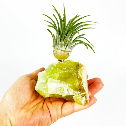 Green Calcite Air Plant Holder