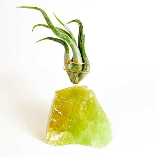 One-of-a-kind green calcite air plant holder gift-wrapped and ready to give