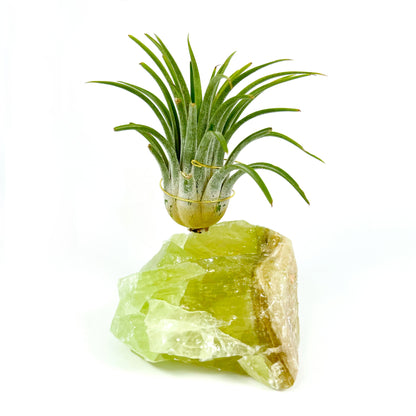 Thank You Gift - Green Calcite Air Plant Holder