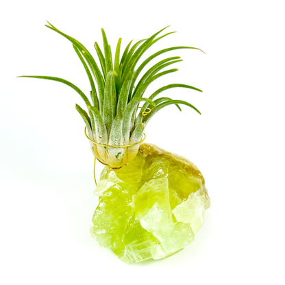 Green Calcite Air Plant Holder