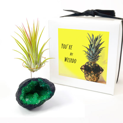 Green Geode Air Plant Holder