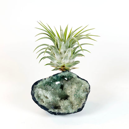 One-of-kind Small Light Green Geode Crystal Air Plant Holder - Gift Wrapped and Plant Included