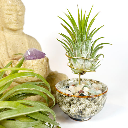 planting money plant seeds Lunaria Silver Dollar (Money Plant) Flower seeds SeedsNow.com