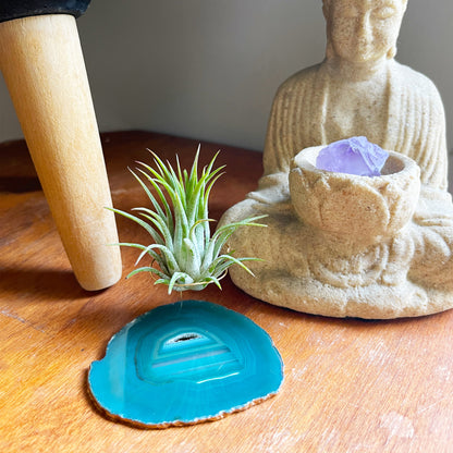 Green Agate Crystal Air Plant Holder - Tillandsia Ionantha Guatemala Plant and Gift Box Included