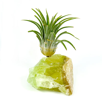 Green Calcite Air Plant Holder