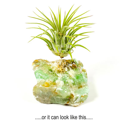 Green Calcite Air Plant Holder