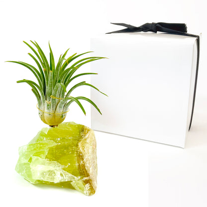 Green Calcite Air Plant Holder