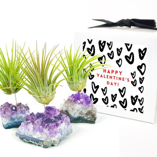 Small Amethyst Air Plant Holders (Set of 3) - Valentine's Day Air Plant Gifts