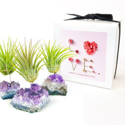 Small Amethyst Air Plant Holders (Set of 3) - Valentine's Day Air Plant Gifts