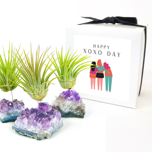 Small Amethyst Air Plant Holders (Set of 3) - Galentine's Day Air Plant Gifts