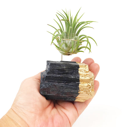 Get Well Gift - Gold-Dipped Black Tourmaline Air Plant Holder