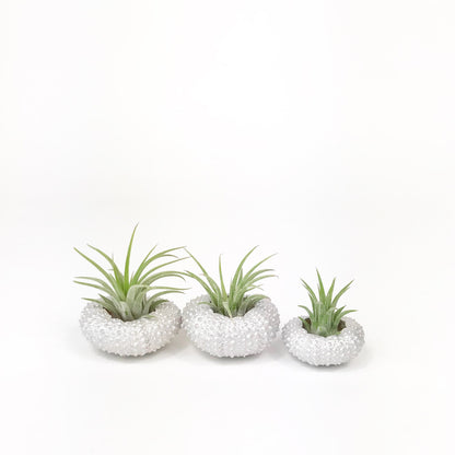 Unique Birthday Gift - Silver Metallic Sea Urchin Air Plant Holder (Set of 3)