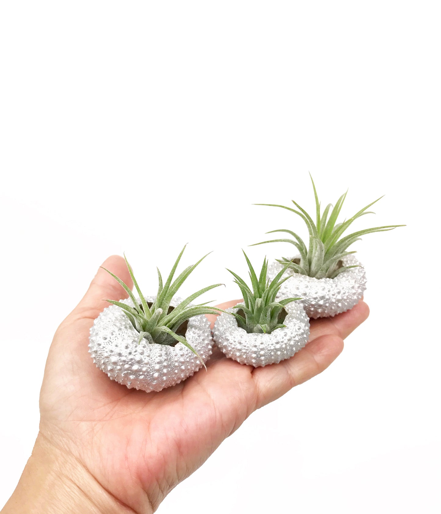 Unique Birthday Gift - Silver Metallic Sea Urchin Air Plant Holder (Set of 3)