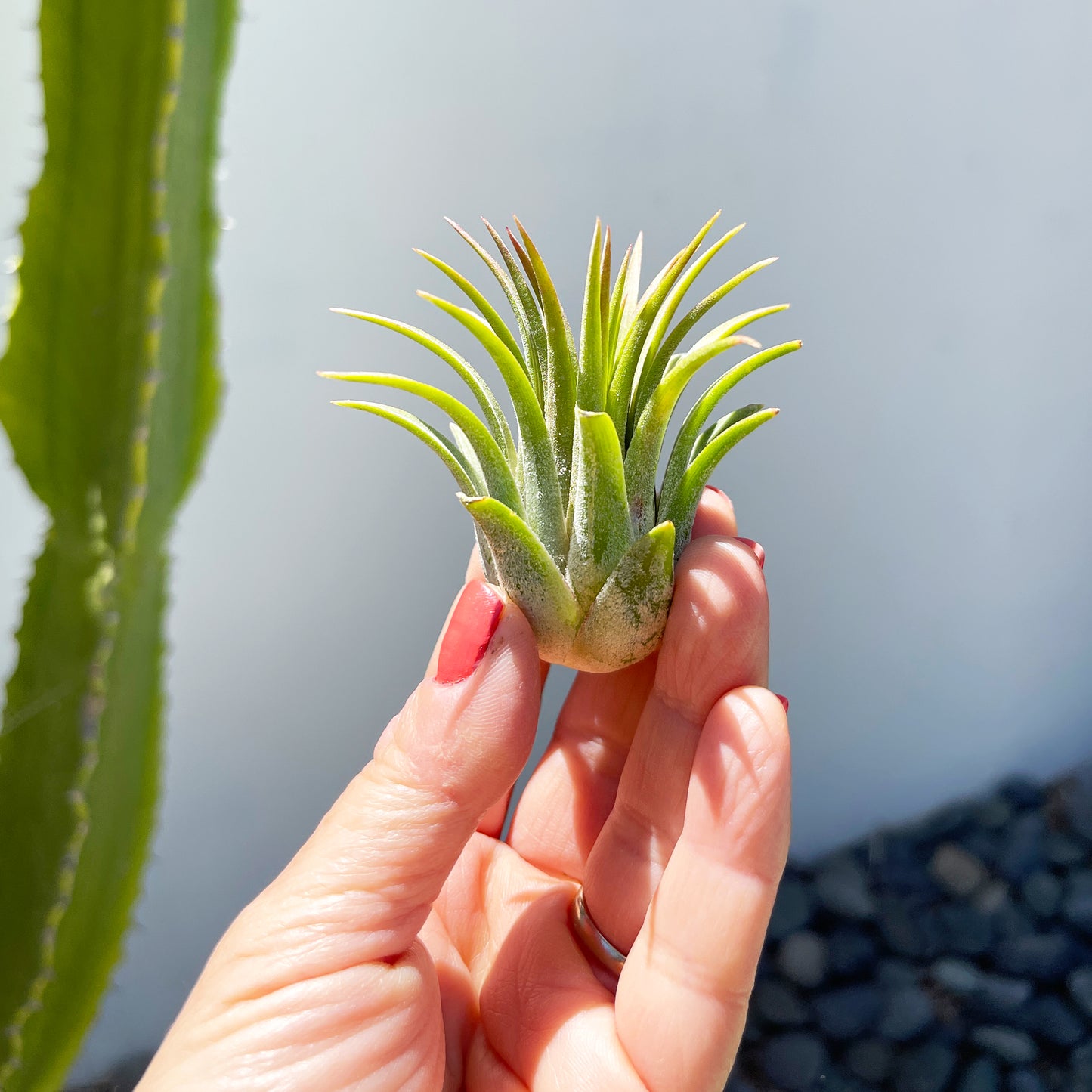 Medium Air Plant Tillandsia Ionantha Guatemala - 2-3 inch