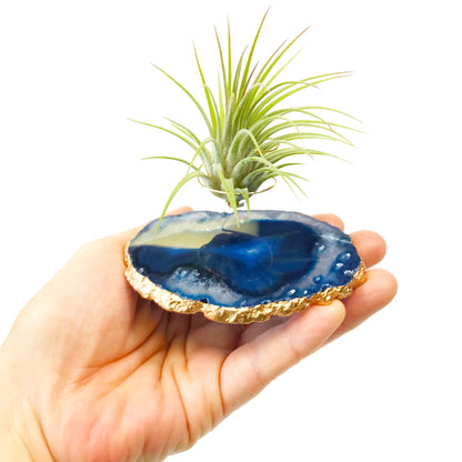 Unique Birthday Gift - Blue Agate Crystal Air Plant Holder