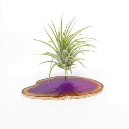 Purple Agate Crystal Air Plant Holder