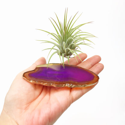 Purple Agate Crystal Air Plant Holder