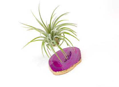 Sympathy Gift - Pink Agate Crystal Air Plant Holder