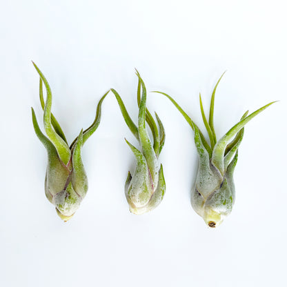 3 Medium Caput Medusae Tillandsia Air Plants  - 4 to 6 Inch