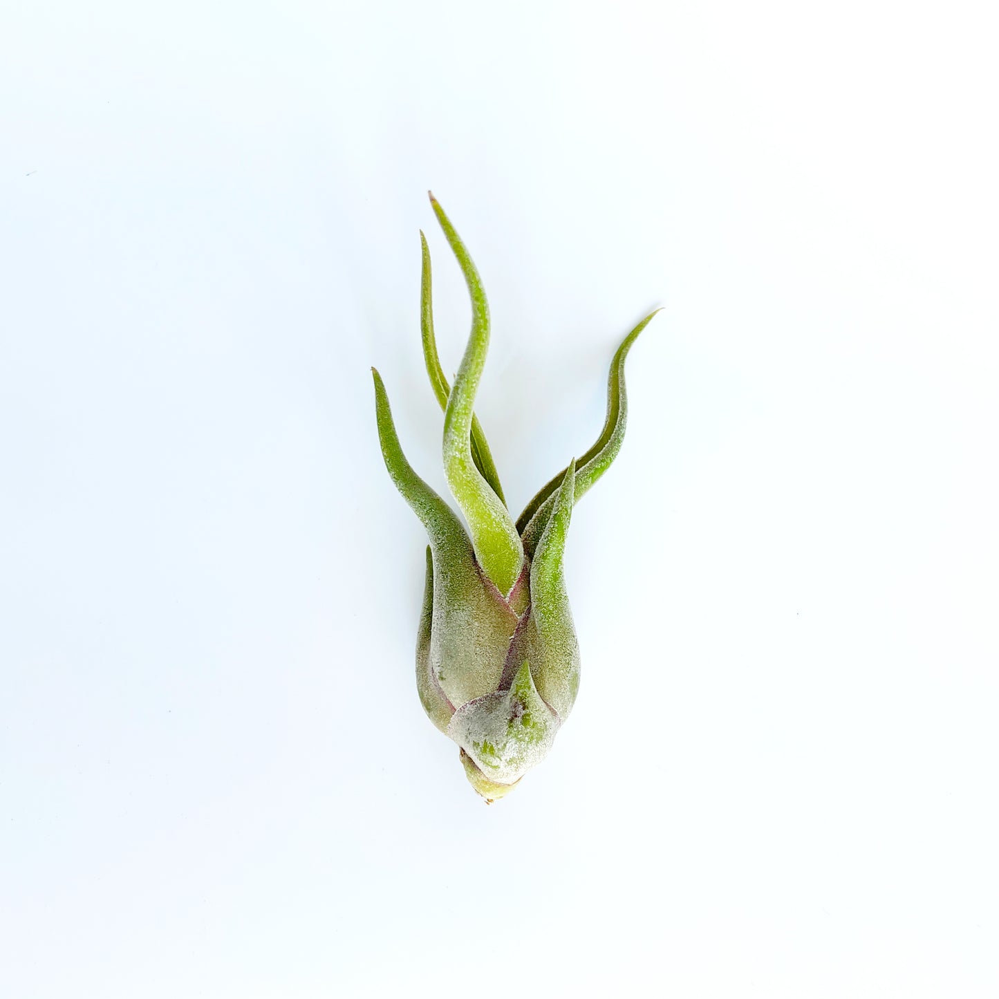 3 Medium Caput Medusae Tillandsia Air Plants  - 4 to 6 Inch