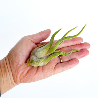 Medium Caput Medusae Tillandsia Air Plants  - 4 to 6 Inch