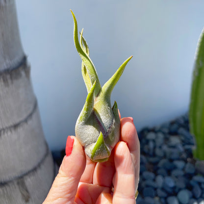 3 Medium Caput Medusae Tillandsia Air Plants  - 4 to 6 Inch