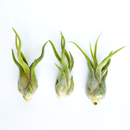 3 Medium Caput Medusae Tillandsia Air Plants  - 4 to 6 Inch