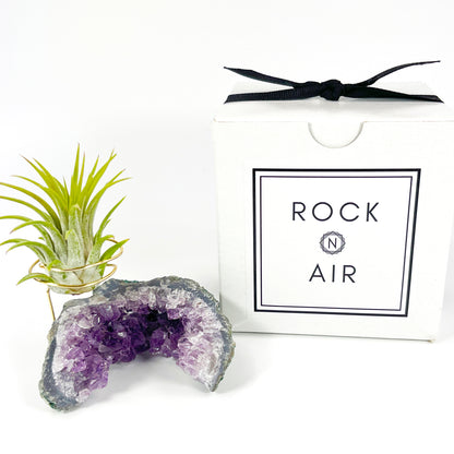 One-of-a-kind Half Moon Shaped Purple Amethyst Crystal Air Plant Holder - Includes Gift Box and Healthy Tillandsia