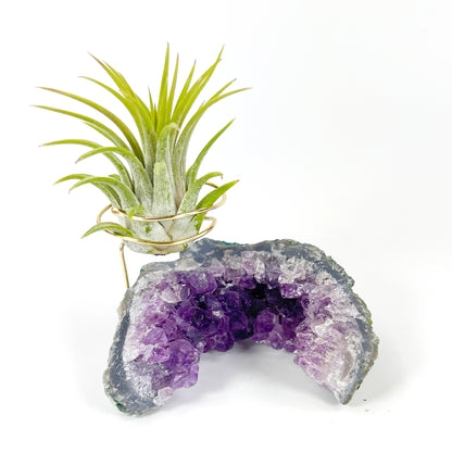 One-of-a-kind Half Moon Shaped Purple Amethyst Crystal Air Plant Holder - Includes Gift Box and Healthy Tillandsia