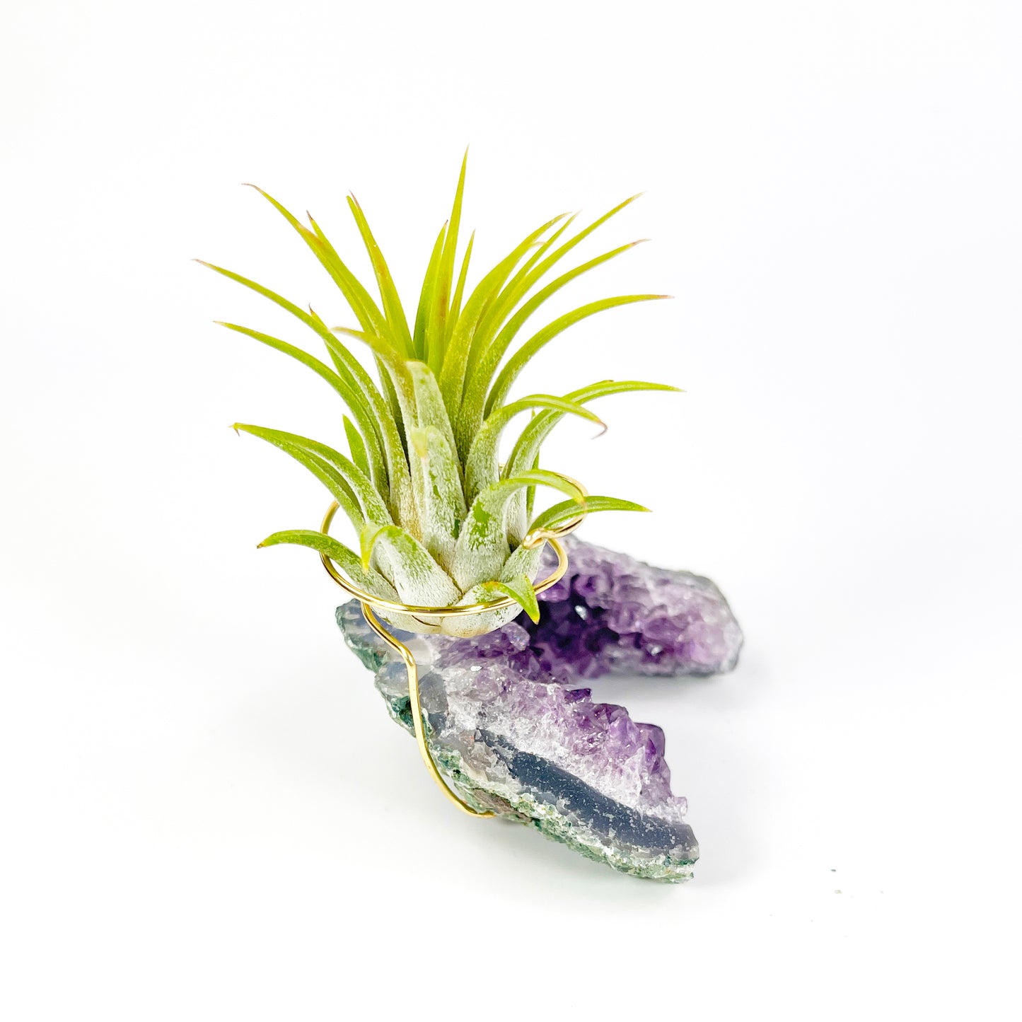 One-of-a-kind Half Moon Shaped Purple Amethyst Crystal Air Plant Holder - Includes Gift Box and Healthy Tillandsia