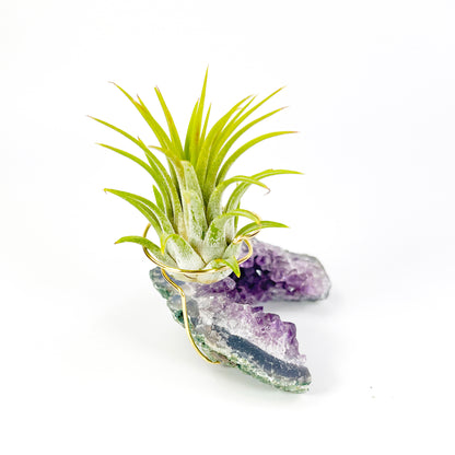 One-of-a-kind Half Moon Shaped Purple Amethyst Crystal Air Plant Holder - Includes Gift Box and Healthy Tillandsia