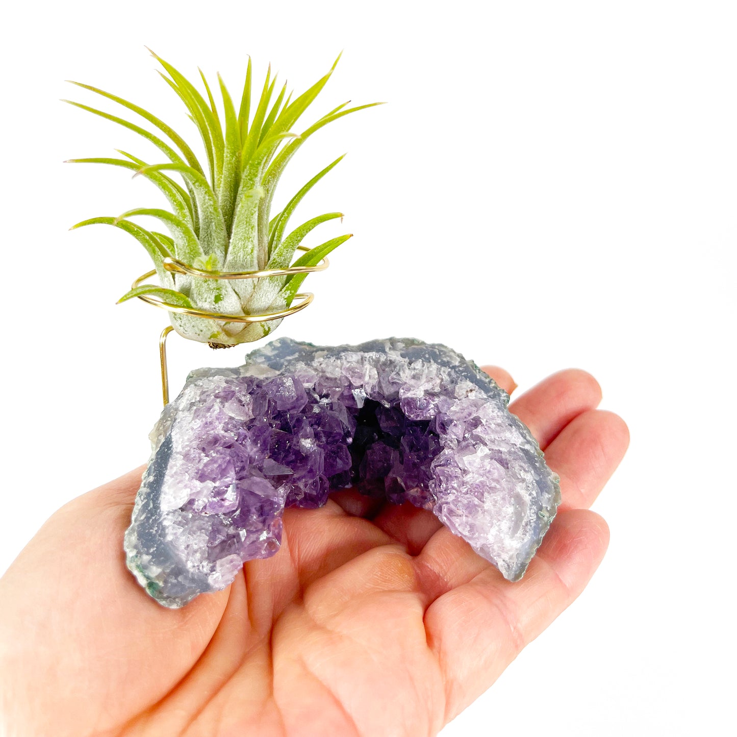 One-of-a-kind Half Moon Shaped Purple Amethyst Crystal Air Plant Holder - Includes Gift Box and Healthy Tillandsia