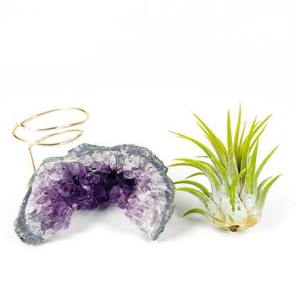One-of-a-kind Half Moon Shaped Purple Amethyst Crystal Air Plant Holder - Includes Gift Box and Healthy Tillandsia