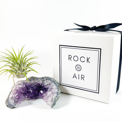 One-of-a-kind Half Moon Shaped Purple Amethyst Crystal Air Plant Holder - Includes Gift Box and Healthy Tillandsia