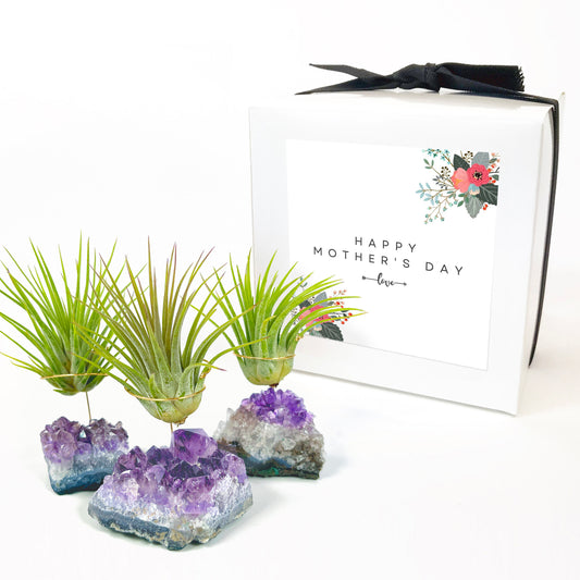 Mother's Day Gift — Set of 3 Amethyst Air Plant Holder