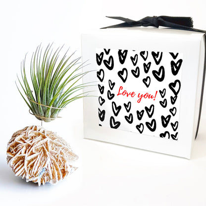 Get Well Gift - Desert Rose Air Plant Holder