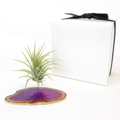 Purple Agate Crystal Air Plant Holder