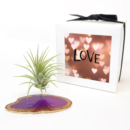 Purple Agate Crystal Air Plant Holder