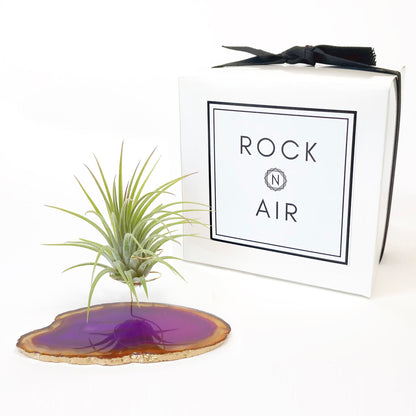 Purple Agate Crystal Air Plant Holder