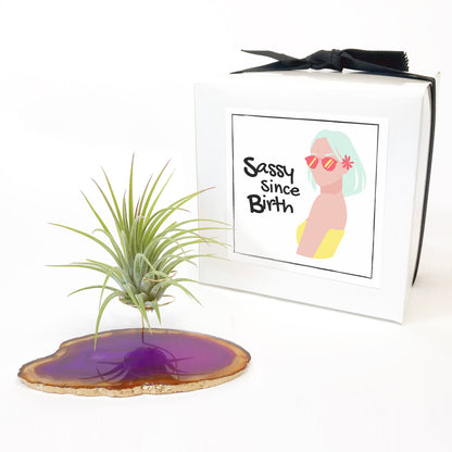 Purple Agate Crystal Air Plant Holder