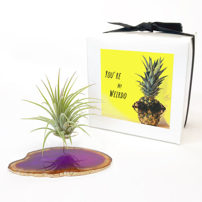 Purple Agate Crystal Air Plant Holder