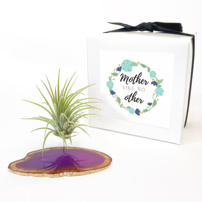 Purple Agate Crystal Air Plant Holder