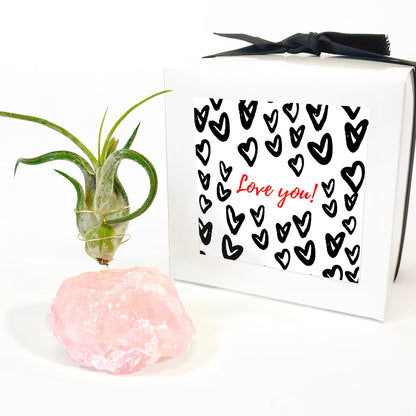 Get Well Gift - Rose Quartz Air Plant Holder - Caput Medusae Air Plant