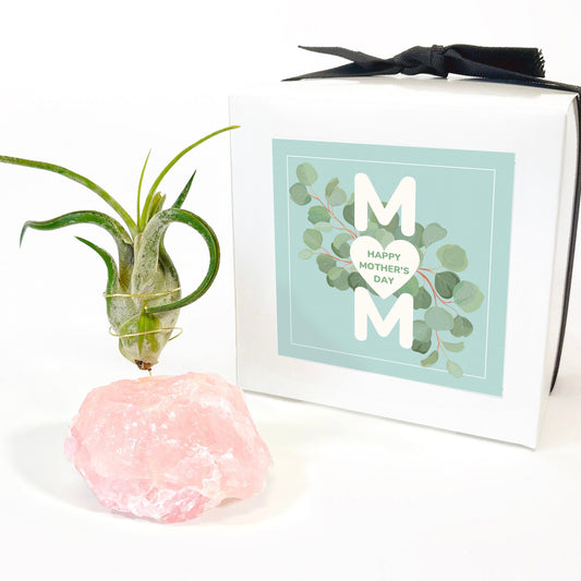 Mother's Day Gift — Rose Quartz Air Plant Holder - Caput Medusae Air Plant