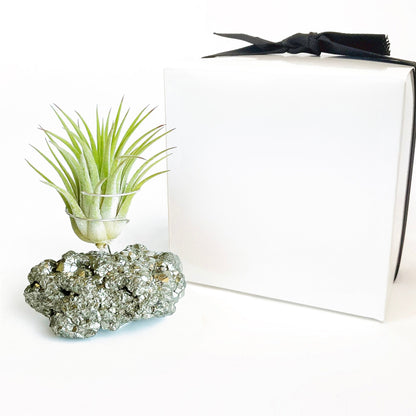 Thank You Gift - Small Pyrite Air Planter