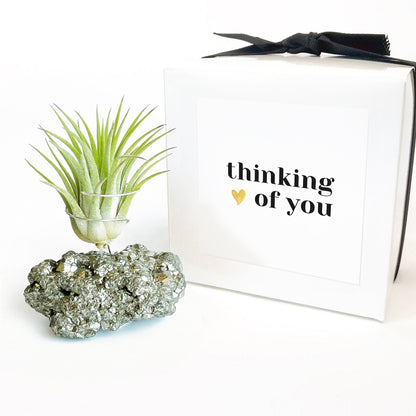 Sympathy Gift - Small Pyrite Air Planter